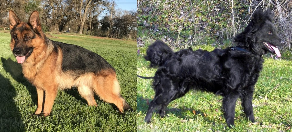 Mudi vs German Shepherd - Breed Comparison