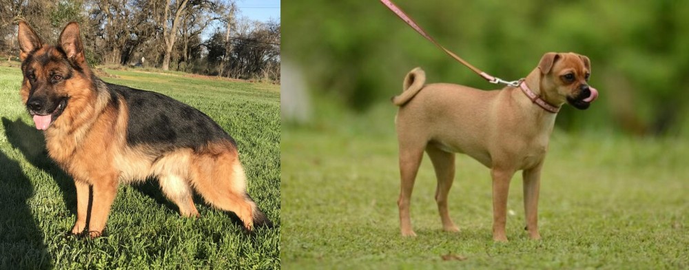 Muggin vs German Shepherd - Breed Comparison