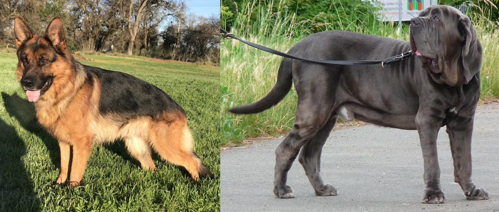 Neapolitan Mastiff vs German Shepherd - Breed Comparison