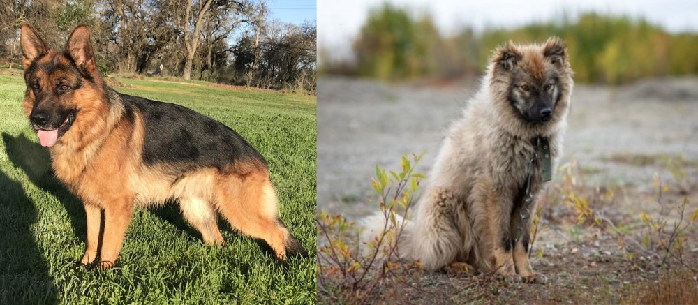 Nenets Herding Laika vs German Shepherd - Breed Comparison