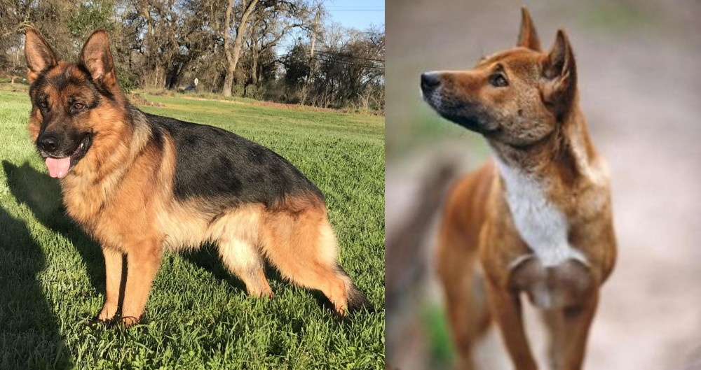 New Guinea Singing Dog vs German Shepherd - Breed Comparison