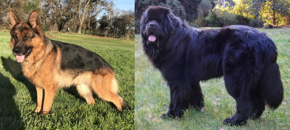 Newfoundland Dog vs German Shepherd - Breed Comparison
