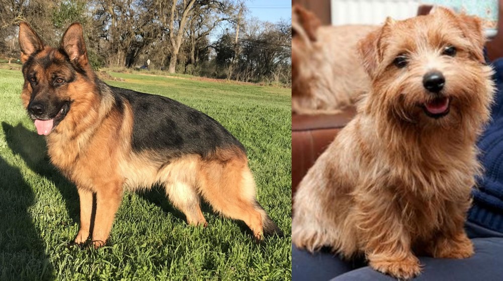 Norfolk Terrier vs German Shepherd - Breed Comparison