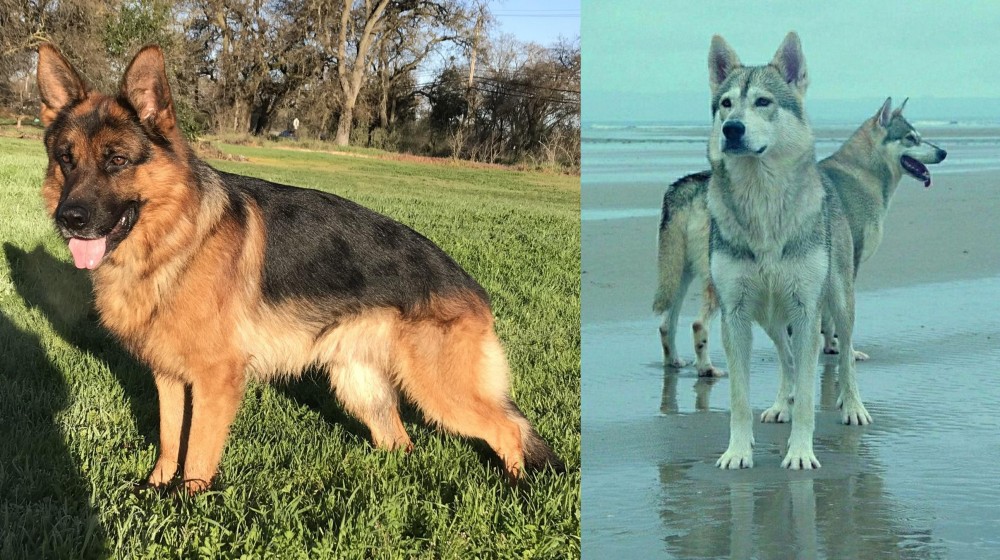 Northern Inuit Dog vs German Shepherd - Breed Comparison