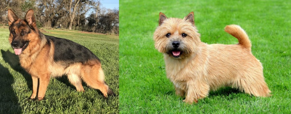 Norwich Terrier vs German Shepherd - Breed Comparison