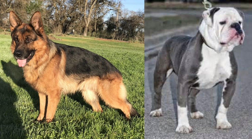Old English Bulldog vs German Shepherd - Breed Comparison