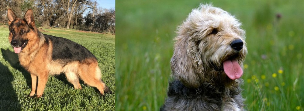 Otterhound vs German Shepherd - Breed Comparison