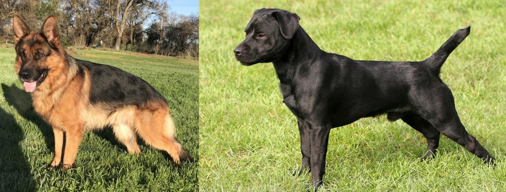 Patterdale Terrier vs German Shepherd - Breed Comparison