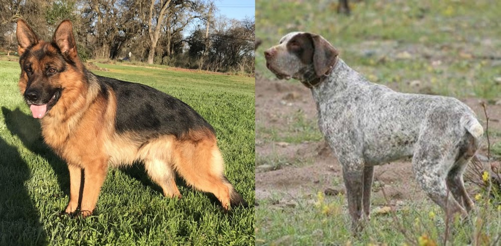 Perdiguero de Burgos vs German Shepherd - Breed Comparison