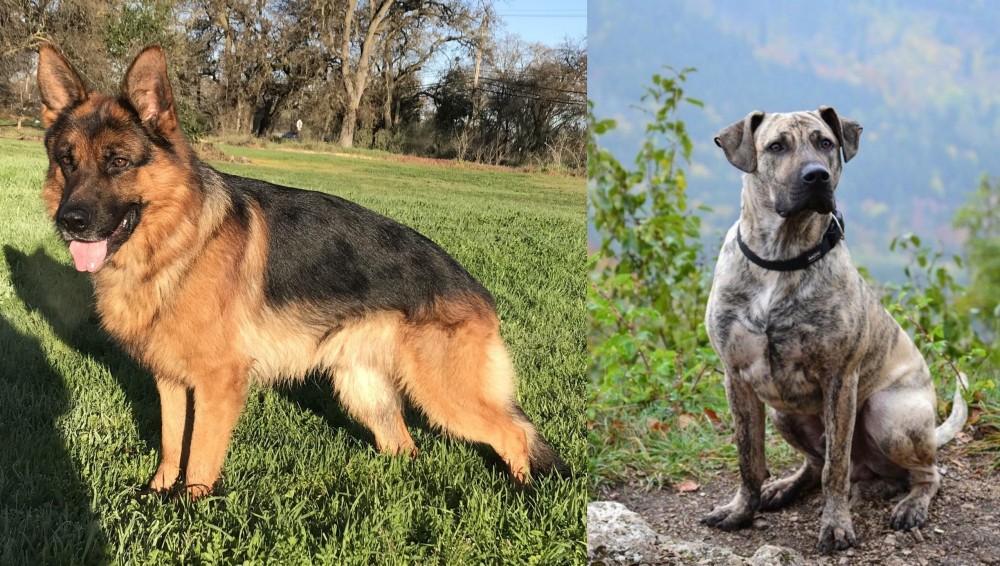 Perro Cimarron vs German Shepherd - Breed Comparison