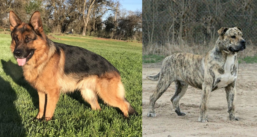 Perro de Presa Mallorquin vs German Shepherd - Breed Comparison