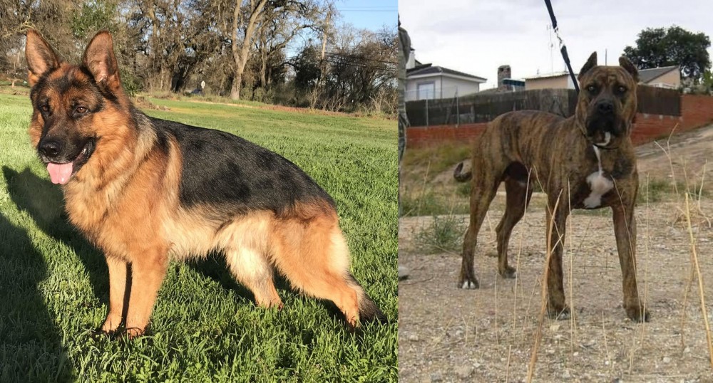 Perro de Toro vs German Shepherd - Breed Comparison