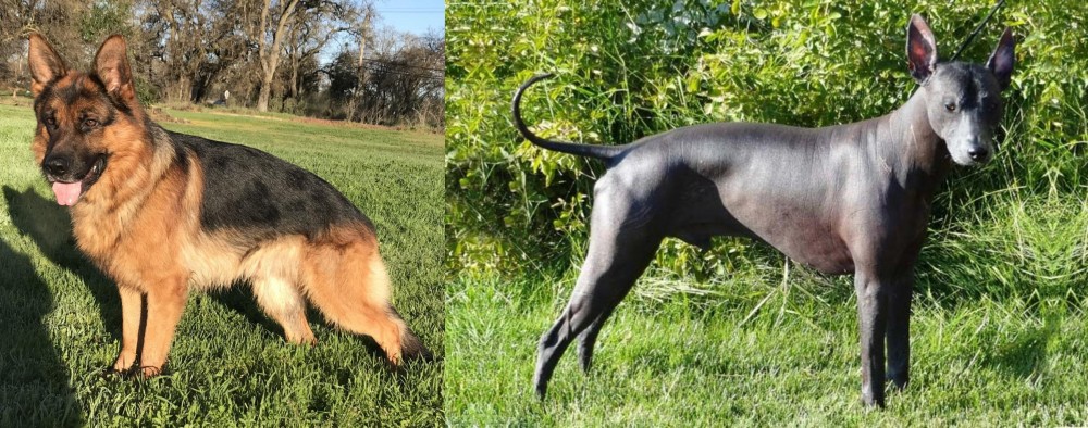 Peruvian Hairless vs German Shepherd - Breed Comparison