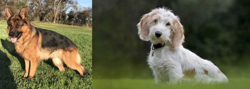 Petit Basset Griffon Vendeen vs German Shepherd - Breed Comparison