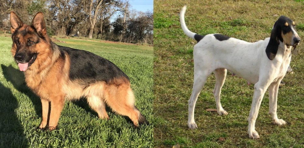 Petit Gascon Saintongeois vs German Shepherd - Breed Comparison