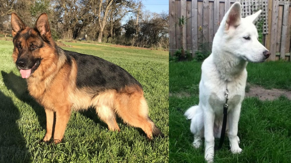 Phung San vs German Shepherd - Breed Comparison