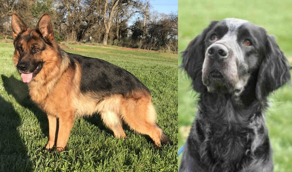 Picardy Spaniel vs German Shepherd - Breed Comparison
