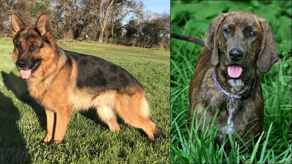 Plott Hound vs German Shepherd - Breed Comparison