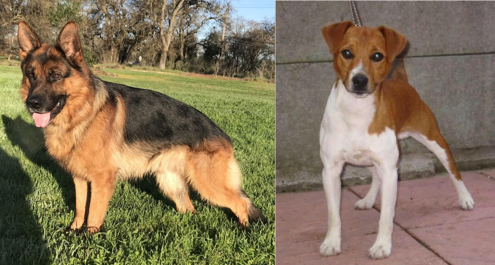 Plummer Terrier vs German Shepherd - Breed Comparison