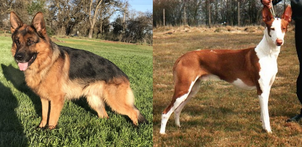 Podenco Canario vs German Shepherd - Breed Comparison