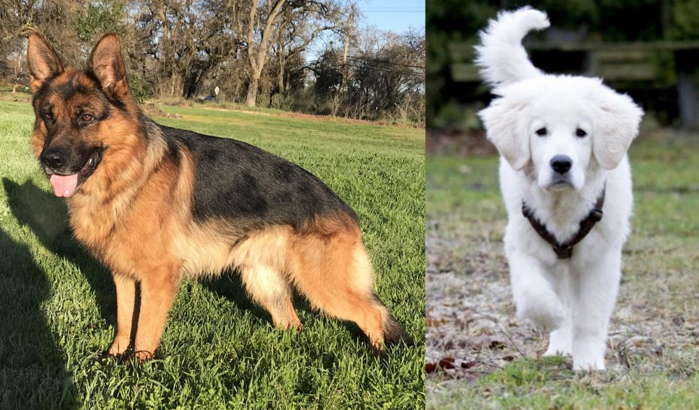 Polish Tatra Sheepdog vs German Shepherd - Breed Comparison