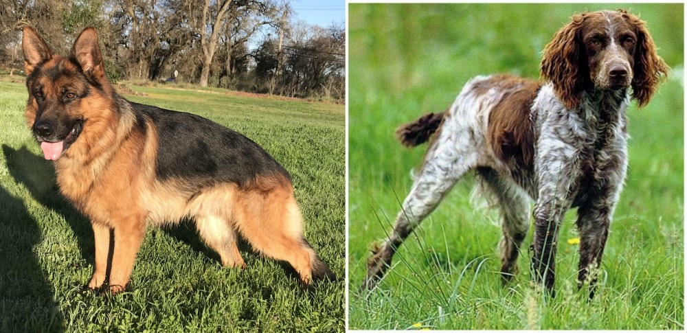 Pont-Audemer Spaniel vs German Shepherd - Breed Comparison