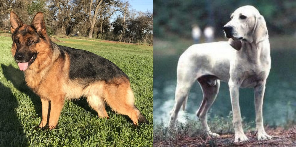 Porcelaine vs German Shepherd - Breed Comparison