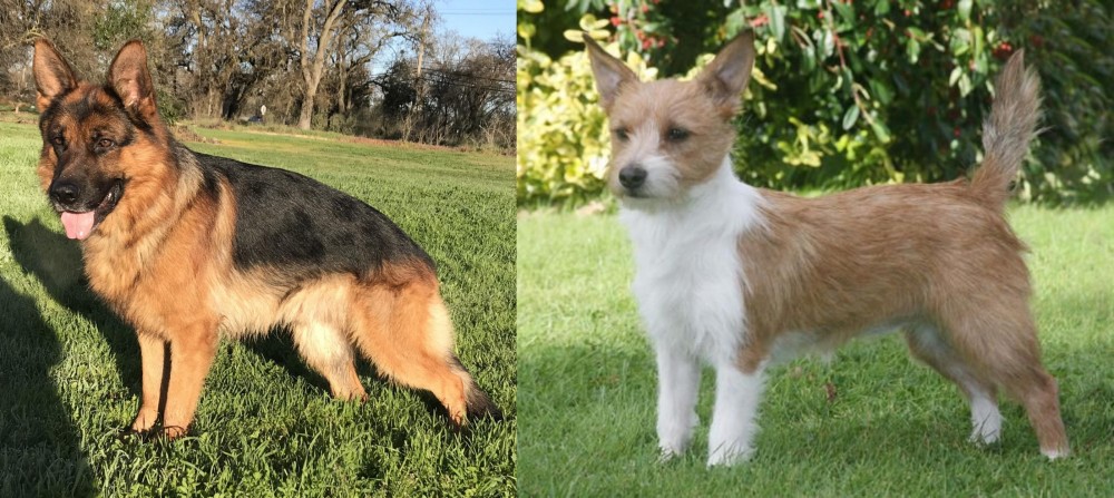 Portuguese Podengo vs German Shepherd - Breed Comparison