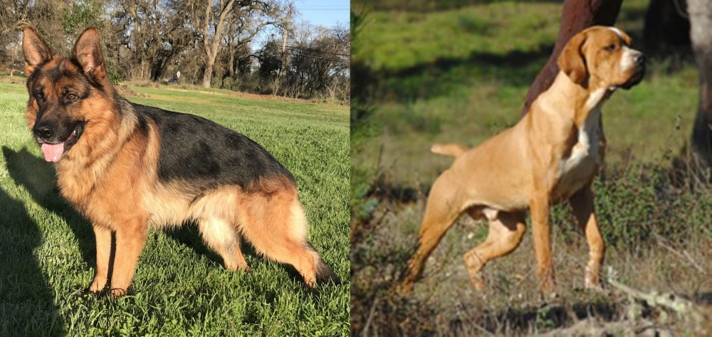 Portuguese Pointer vs German Shepherd - Breed Comparison