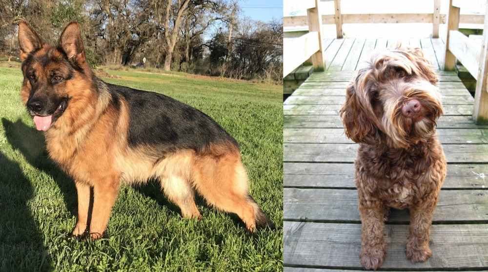 Portuguese Water Dog vs German Shepherd - Breed Comparison