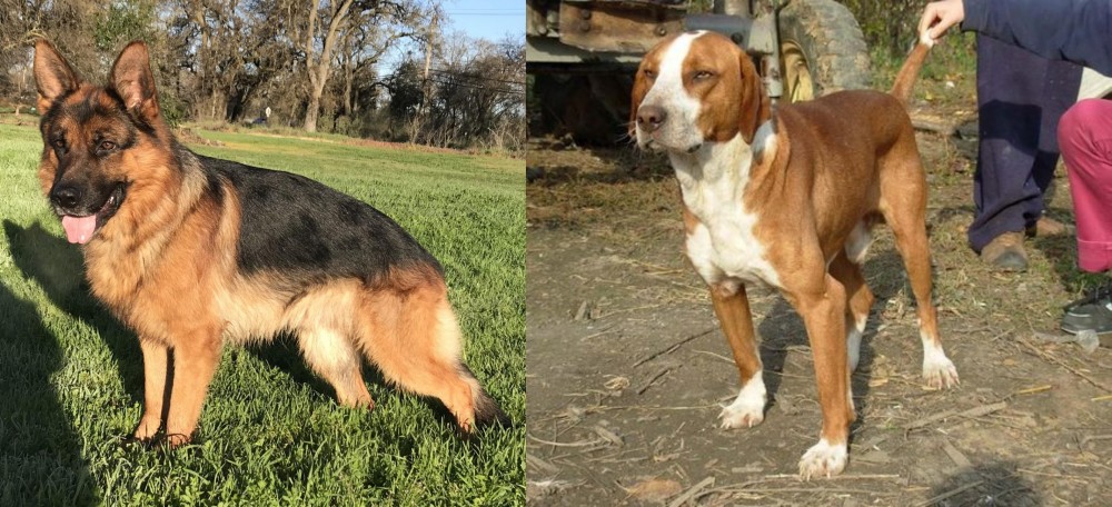 Posavac Hound vs German Shepherd - Breed Comparison
