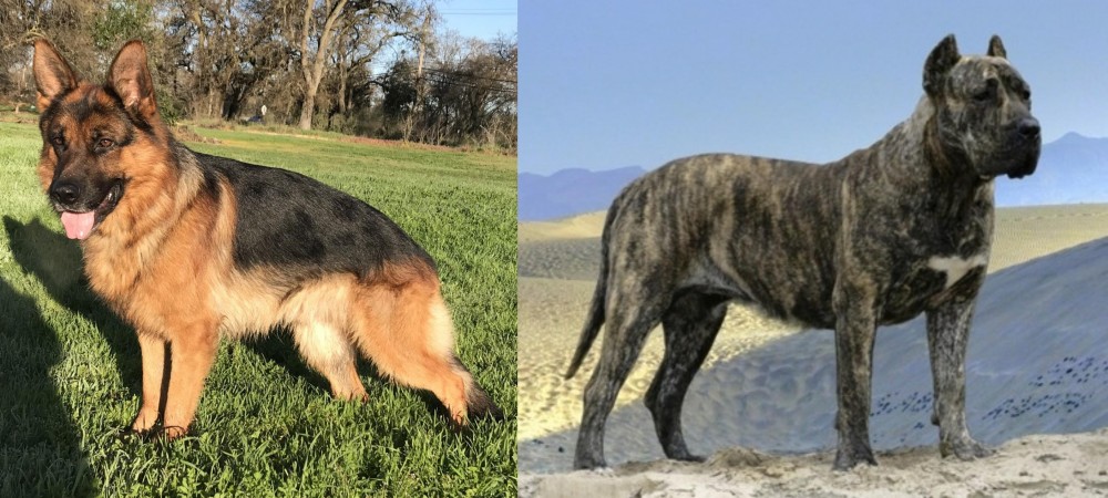 Presa Canario vs German Shepherd - Breed Comparison