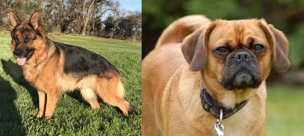 Pugalier vs German Shepherd - Breed Comparison