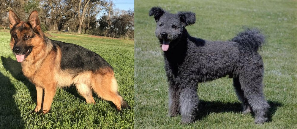 Pumi vs German Shepherd - Breed Comparison