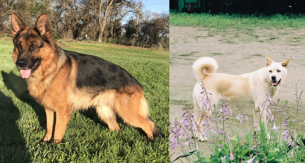 Pungsan Dog vs German Shepherd - Breed Comparison
