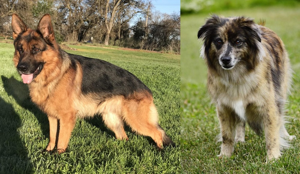 Pyrenean Shepherd vs German Shepherd - Breed Comparison