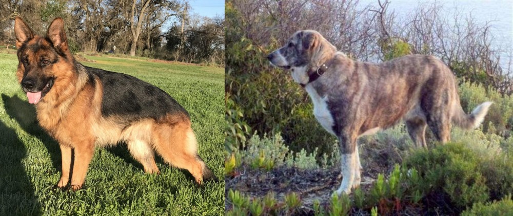 Rafeiro do Alentejo vs German Shepherd - Breed Comparison