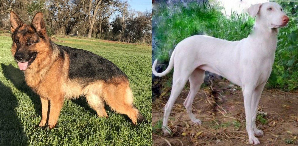 Rajapalayam vs German Shepherd - Breed Comparison