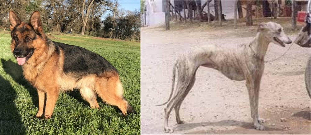 Rampur Greyhound vs German Shepherd - Breed Comparison