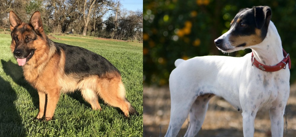 Ratonero Bodeguero Andaluz vs German Shepherd - Breed Comparison