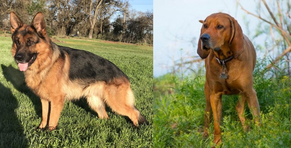 Redbone Coonhound vs German Shepherd - Breed Comparison