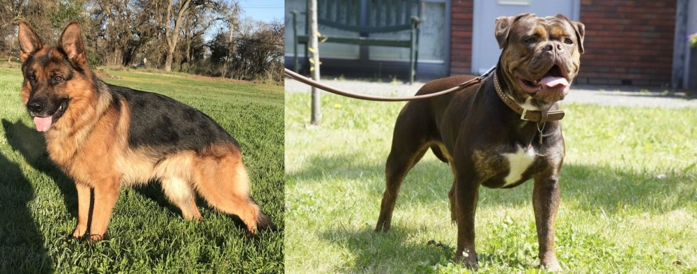 Renascence Bulldogge vs German Shepherd - Breed Comparison