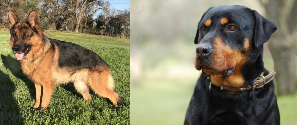 Rottweiler vs German Shepherd - Breed Comparison