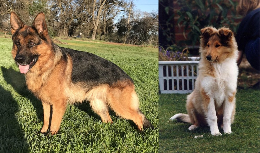 Rough Collie vs German Shepherd - Breed Comparison