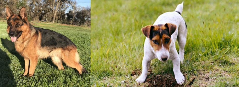 Russell Terrier vs German Shepherd - Breed Comparison