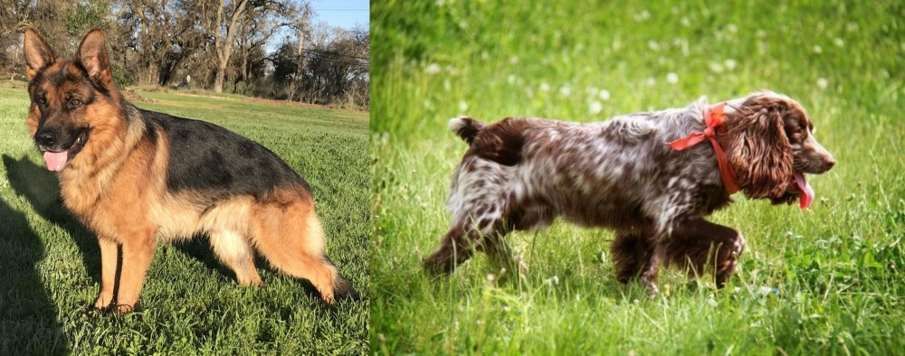 Russian Spaniel vs German Shepherd - Breed Comparison