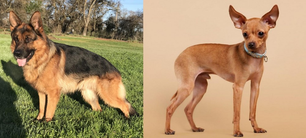 Russian Toy Terrier vs German Shepherd - Breed Comparison
