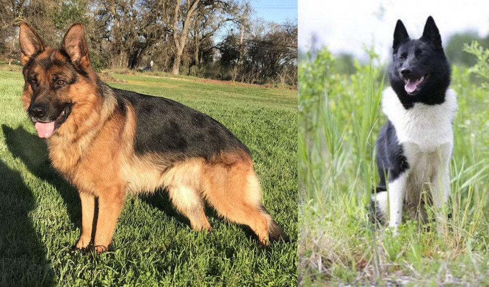 Russo-European Laika vs German Shepherd - Breed Comparison