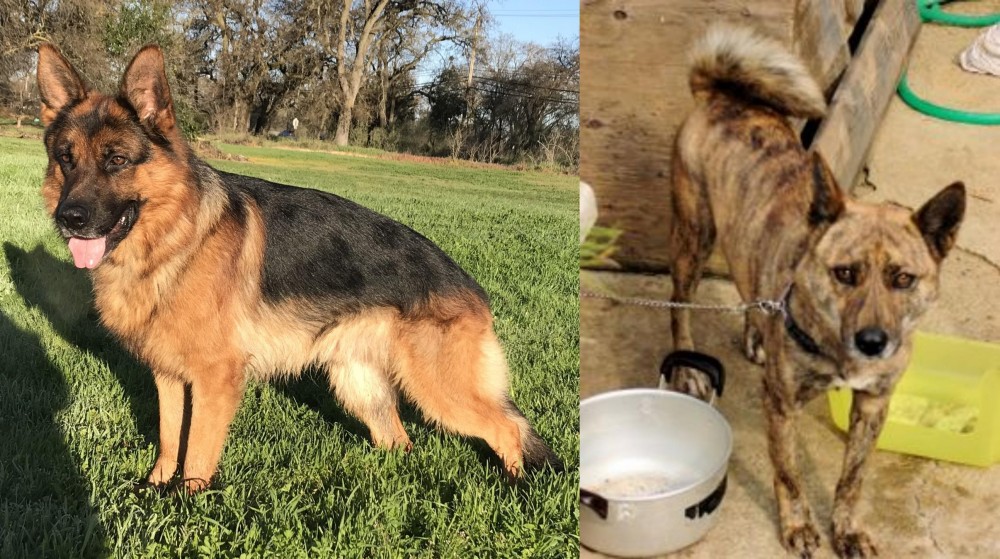 Ryukyu Inu vs German Shepherd - Breed Comparison