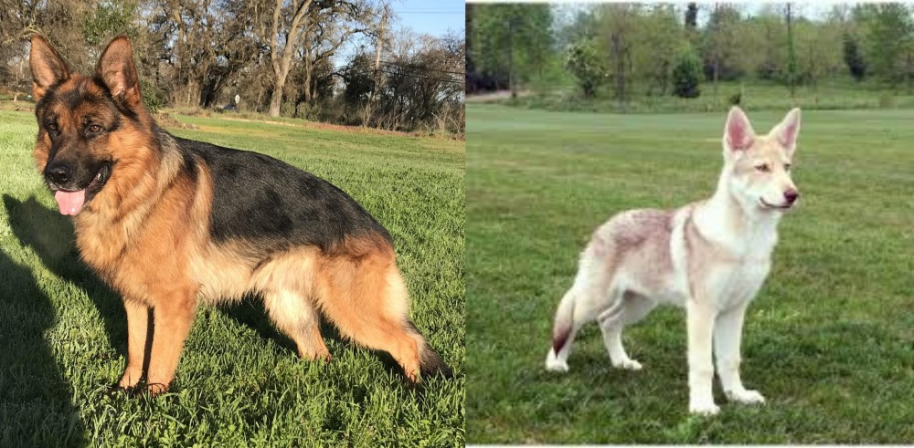 Saarlooswolfhond vs German Shepherd - Breed Comparison